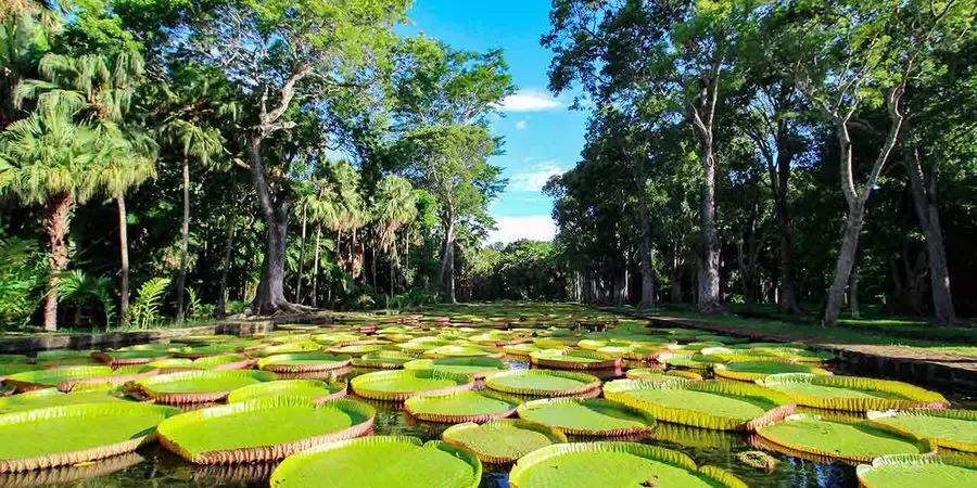 https://visit.today/mauritius/en/about/pamplemousses-botanical-garden-11